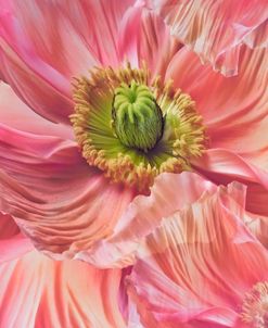 Cerise Pink Poppy