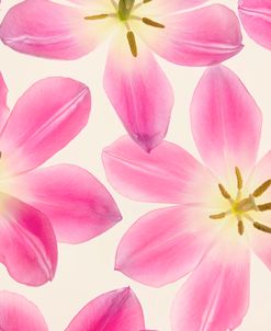 Cerise Pink Tulips