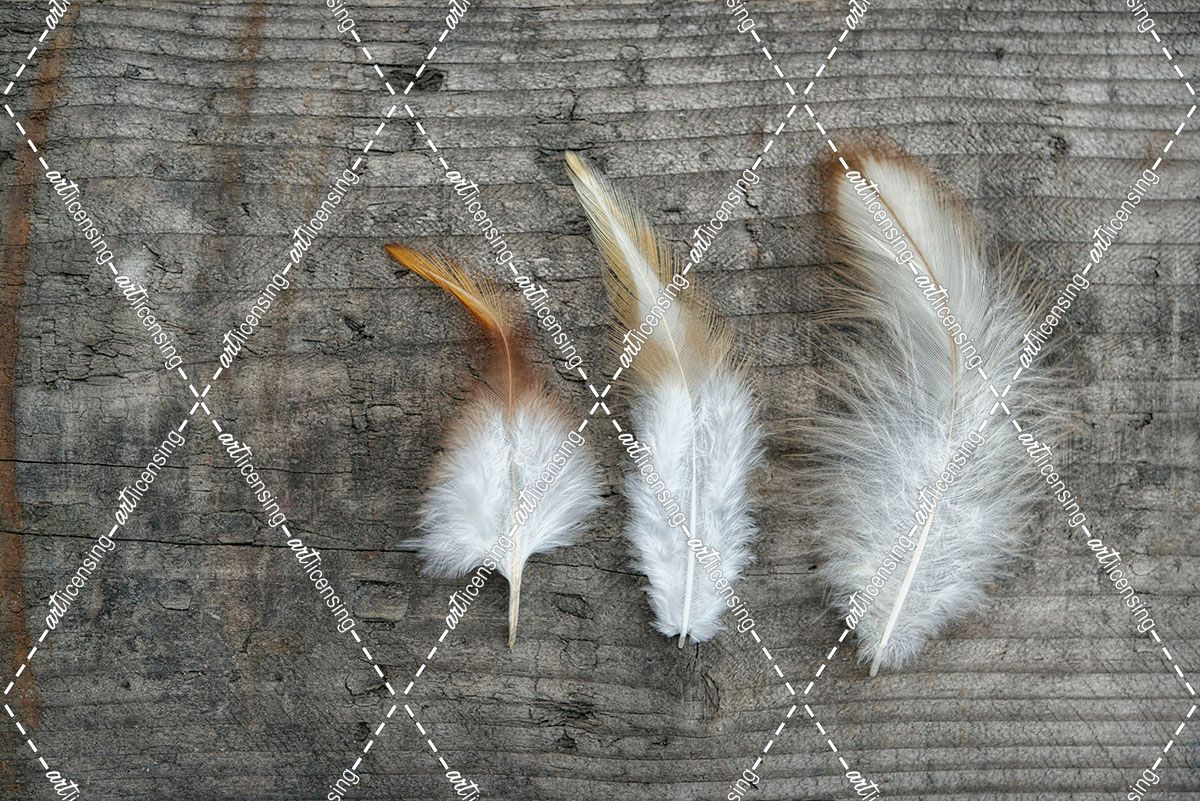 Three Feathers on Wood