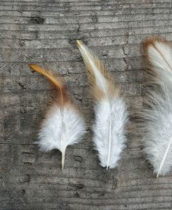 Three Feathers on Wood