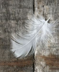 Whilte Feather on Rough Wood