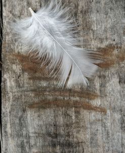 White Feather on Wood