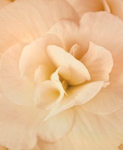 Amber Begonia Flower