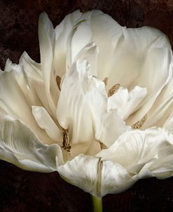 Double White Tulip