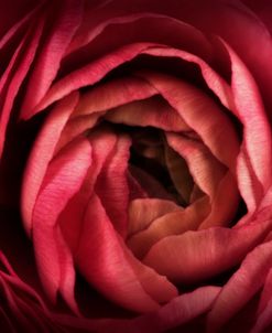 Glowing Ruby Red Ranunculus