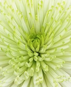 Lime Light Spider Mum