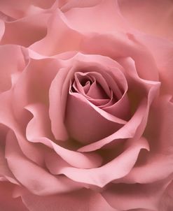 Misty Rose Pink Rose