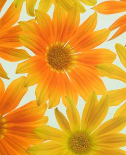 Orange Daisies