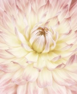 Dahlia Flower