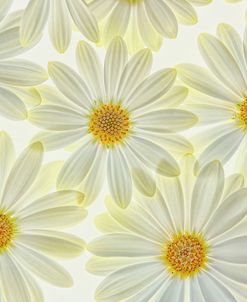 Daisy Flowers