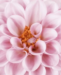 Pink Dahlia