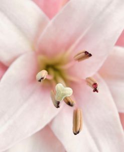 Pink Lily