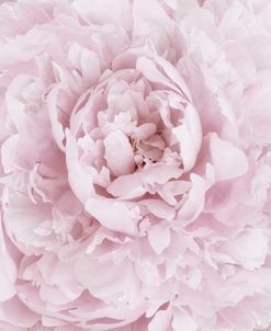 Pink Peony Flower