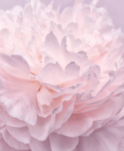 Pink Peony Petals I