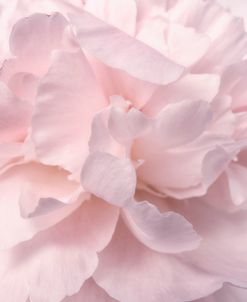 Pink Peony Petals II