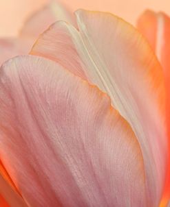 Orange Glowing Tulip