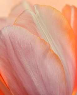 Orange Glowing Tulip