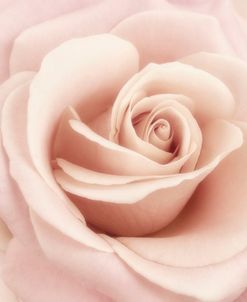 Peach Pink Rose