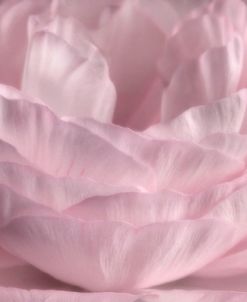 Persian Pink Petals