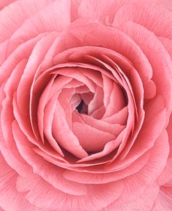 Pink Persian Buttercup Flower