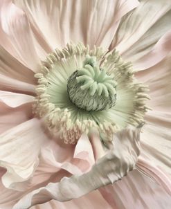 Pink Poppy