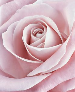 Pink Rose