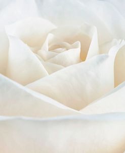 Pure White Rose