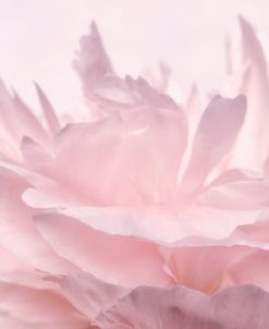 Pink Peony Petals III