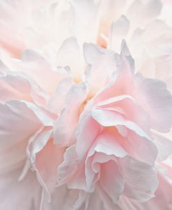 Pink Peony Petals IV