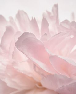 Pink Peony Petals V