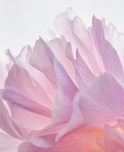 Pink Peony Petals VI