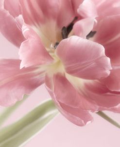 Soft Pink Tulip