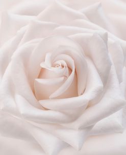 Soft White Rose