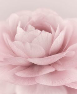 Stylish Rose Pink