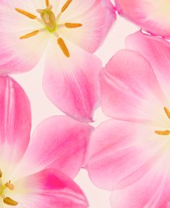 Three Cerise Pink Tulips