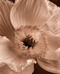 Sepia Poppy I