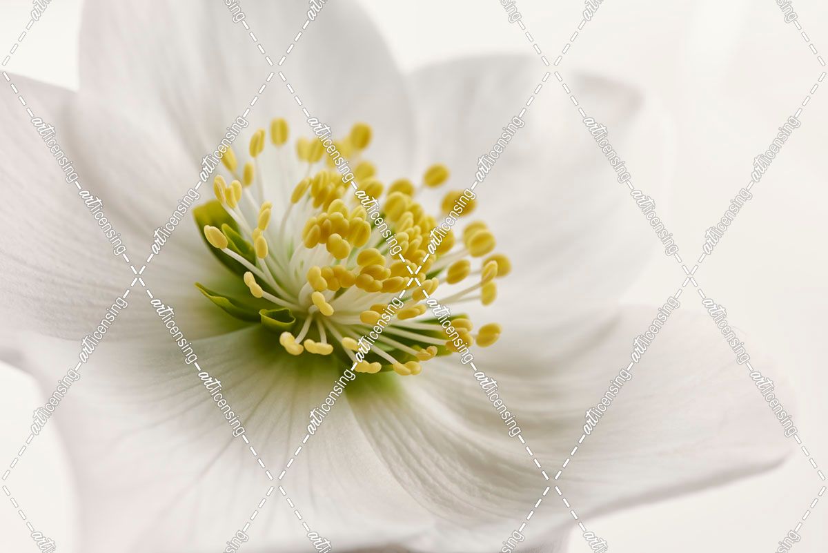 White Helleborus