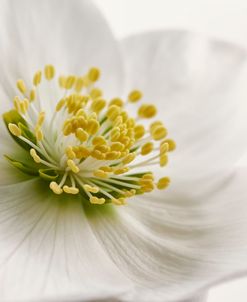 White Helleborus