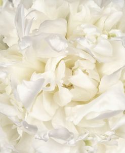 White Peony Flower