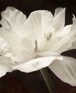 White Tulip I