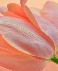 Two Orange Tulips