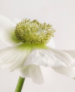 White Anemone Flower
