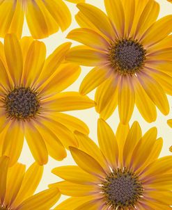 Yellow Cape Daises