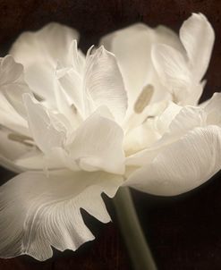 White Tulip II