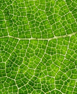 Green Leaf Texture