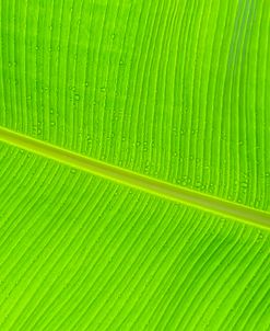 Leaf Texture II