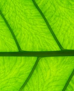 Leaf Texture III