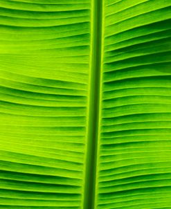 Leaf Texture VIII