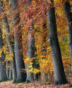 Autumn Beeches I