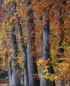 Autumn Beeches II